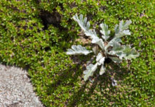 Genepì 766 0 094 Genepì